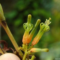 Dendrophthoe neelgherrensis (Wight & Arn.) Tiegh.